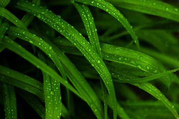 Fresh green grass close up. Green grass background.