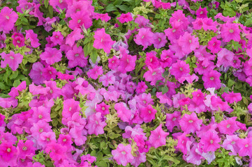 Lots of Calibrachoa Callie Roses