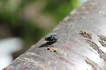fly