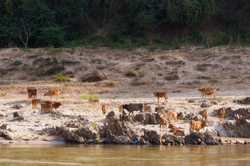 Animals on Mekong riverside in Laos