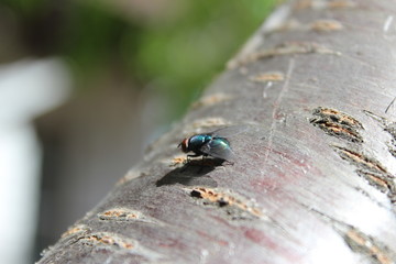 fly