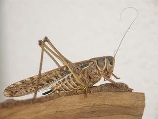 grasshopper in profile resting on tree trunk