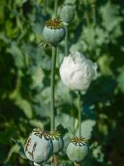  opium poppies and flower in background
