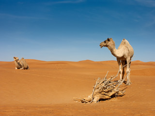 two camels appear like they communicating