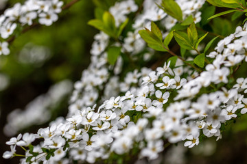Spring Blossom 