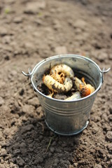 Larva of the May beetle