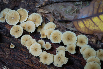 Wild mushroom in Royal Belum Rainforest Park, Perak, Malaysia