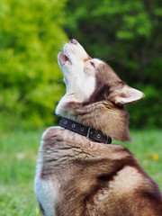 Portrait of a Siberian husky in the summer © Алексей Белов