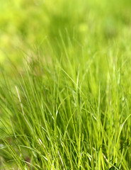 Obraz premium Piękna zielona trawa