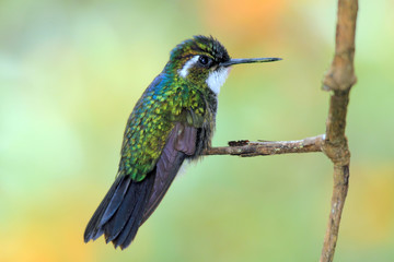 Fototapeta premium White-throated Mountain-gem (Lampornis castaneoventris) on a Branch. Boquete, Panama