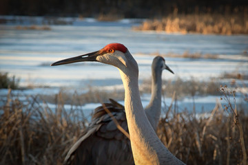 Sandhill Cranes