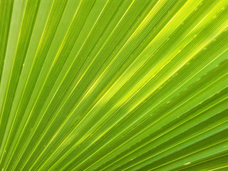 Obraz premium pattern in green palm leaf showing clearly against sun