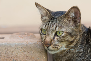 A domestic cat is interestingly looking at something.