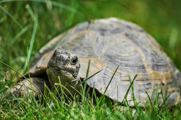 Curious tortoise in the grass. Animals and wildlife concept.