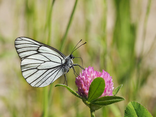 Obraz premium A butterfly is drinking nectar on a clover flower.