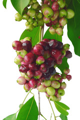 Jambolan plum or Java plum with stem and leaf on white background. 
