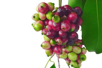 Jambolan plum or Java plum with stem and leaf on white background. 
