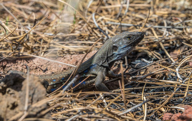Lizard in alert