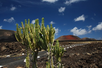 Cactus devant le volcan Montaña Colorada, Lanzarote