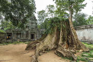Ta Prohm, Angkor Wat, Siem Reap, Combodia