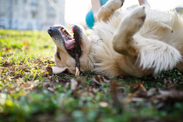 Labrador with stick on meadow