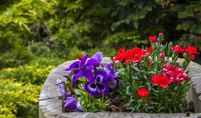 garden violet in a pot