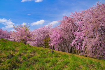 弘法山の桜並木