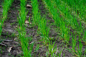 Rows of young wheat on spring