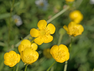 Scharfer Hahnenfuß, Ranunculus acris, Butterblumen