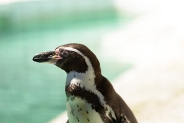 Fototapeta premium ペンギン 