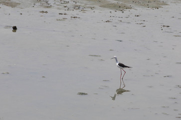egret