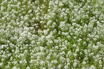 field of gypsophila paniculata baby breath flowers