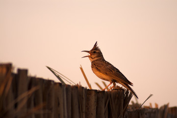 crested lark singing perched on fence of palm leafes