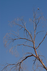 dove at top of dry tree