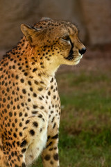 portrait of cheetah from side