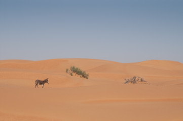 wild donkey walking in desert.