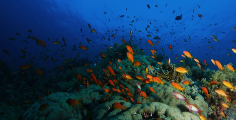School of sea goldie fish swim over the coral garden in a dramatic light