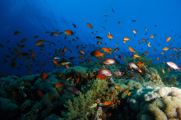 Obraz na płótnie Canvas Sea goldie fish swim over the coral garden in a dramatic light