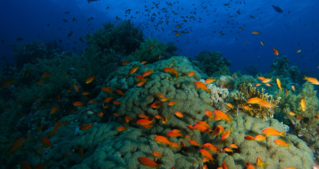 School of sea goldie fish swim inside the coral garden in a dramatic light