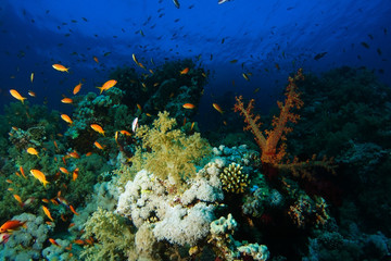 Fototapeta na wymiar School of sea goldie fish swim over the hard and soft corals in Sharks reef