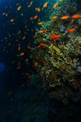 Fototapeta na wymiar School of sea goldie fish swim near the coral garden in Sharks reef