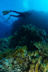 Naklejka na ściany i meble Scuba diver swim over the fire corals in Sharks reef