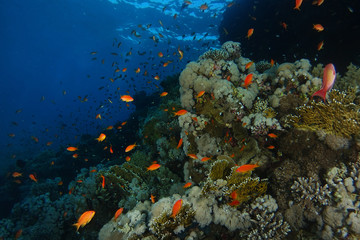 Fototapeta na wymiar School of sea goldie fish swim over the coral garden in Sharks reef