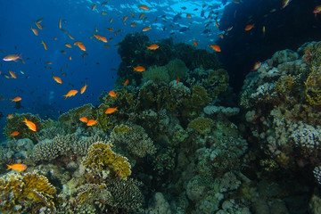 Fototapeta na wymiar Sea goldie fish swim inside the coral garden in Sharks reef