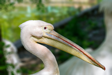 animal head of a beautiful pelican bird
