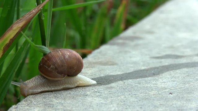 Snail Crosses Concrete Stone Plate To The Side Of The Green Grass After Rain. Macro of Beautiful Helix Pomatia Snail Crawls Asphalt Street. Snail On A Road