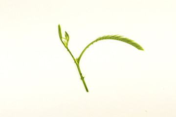 A Climbing Wattle leaf isolated on white background