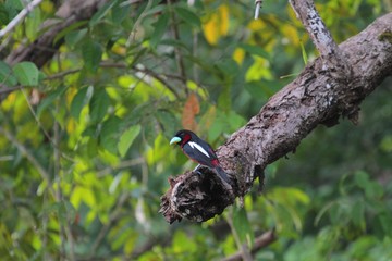 Black-and-red Broadbill (Cymbirhynchus macrorhynchos) - クロアカヒロハシ