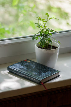 Potted rose on the windowsill with the diary