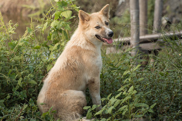 a dog